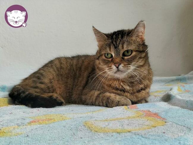 Sznurówka - Mała Kocia Księżniczka