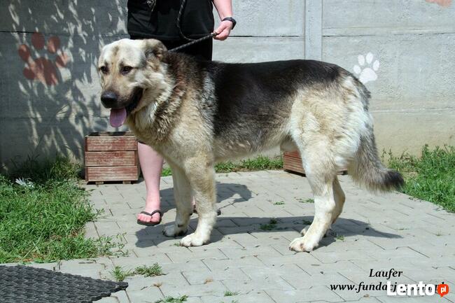 Laufer - sympatyczny chłopak