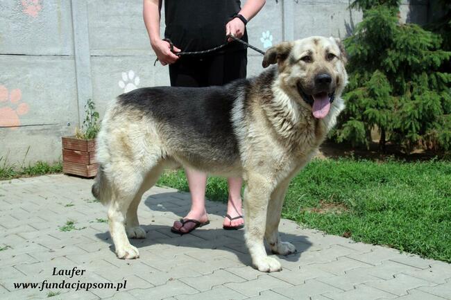 Laufer - sympatyczny chłopak