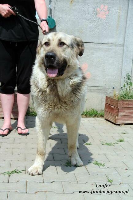 Laufer - sympatyczny chłopak