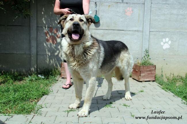 Laufer - sympatyczny chłopak