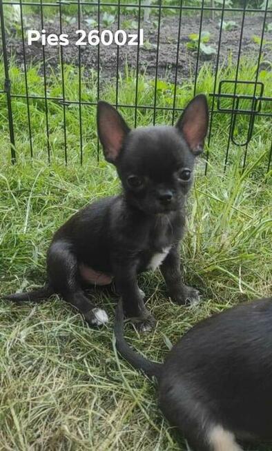 Chihuahua szczeniaki
