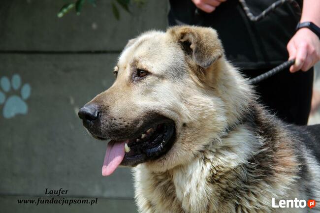 Laufer - sympatyczny chłopak