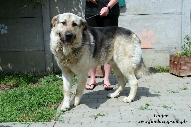 Laufer - sympatyczny chłopak