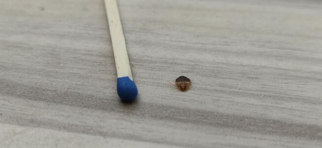 Pluskwy, karaczany inne szkodniki. Likwidacja