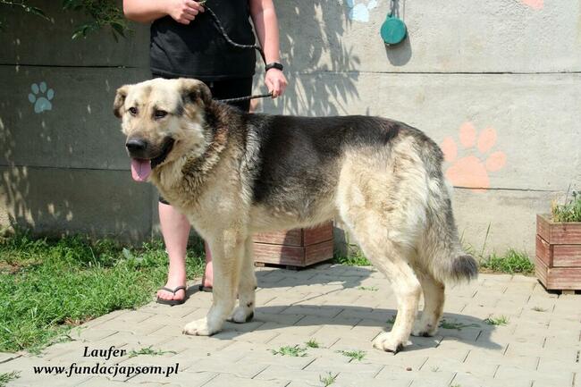 Laufer - sympatyczny chłopak