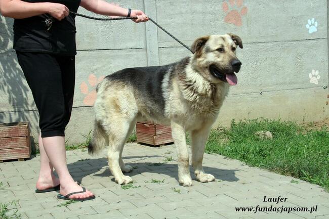 Laufer - sympatyczny chłopak