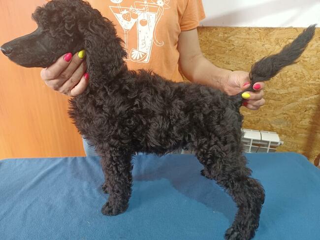 Pudel duzy krolewski FCI