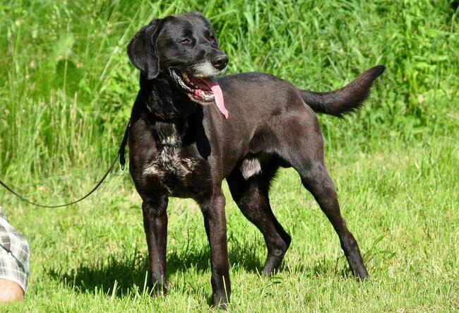 Wesoły aktywny psiak kochający ludzi BŁAGA o wspaniały domek