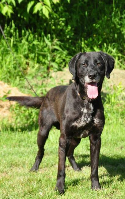 Wesoły aktywny psiak kochający ludzi BŁAGA o wspaniały domek