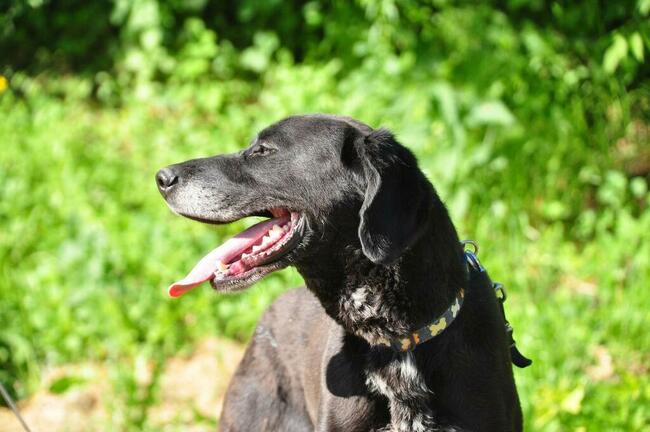 Wesoły aktywny psiak kochający ludzi BŁAGA o wspaniały domek