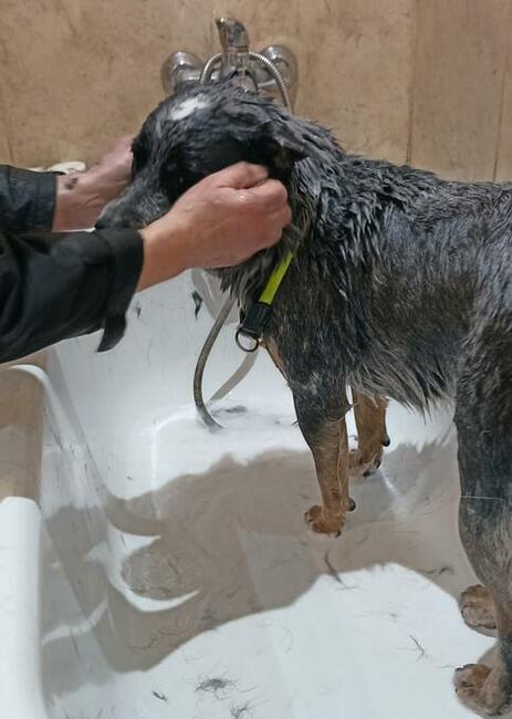 Hotel dla Psów i Salon Strzyżenia Psów, Biadacz k/Kluczborka