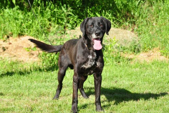 Wesoły aktywny psiak kochający ludzi BŁAGA o wspaniały domek
