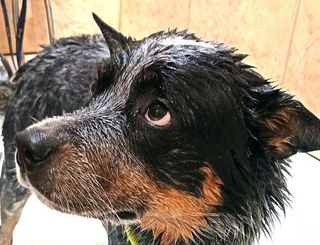 Hotel dla Psów i Salon Strzyżenia Psów, Biadacz k/Kluczborka