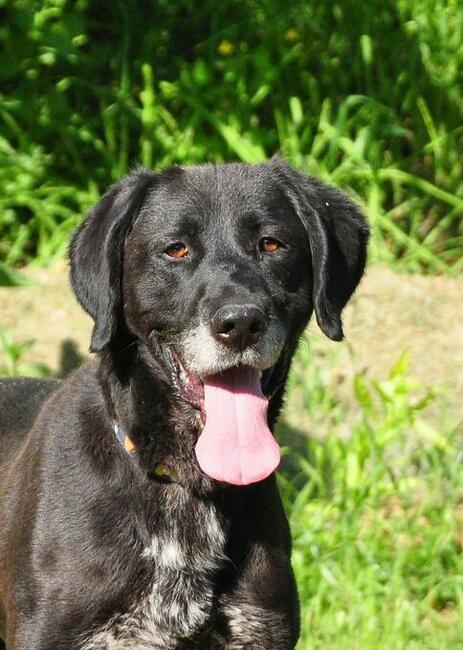 Mega proludzki pieszczoch szuka PILNIE kochającego domu