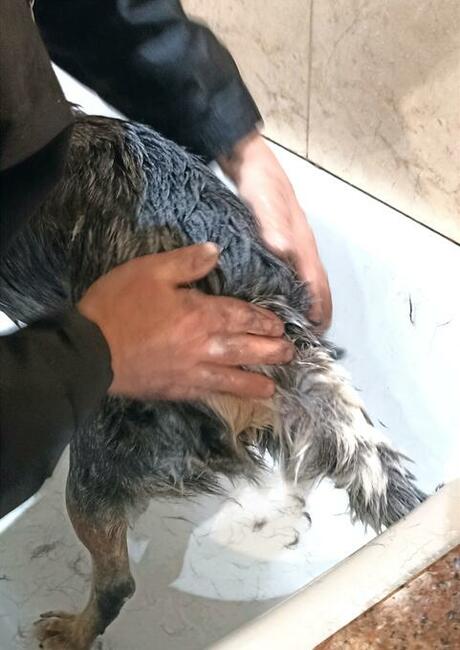 Hotel dla Psów i Salon Strzyżenia Psów, Biadacz k/Kluczborka