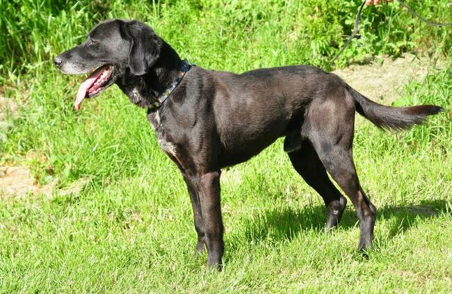 Przyjacielski psiak kochający ludzi nad życie BŁAGA o domek