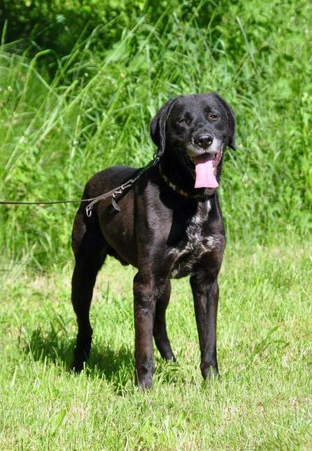 Przyjacielski psiak kochający ludzi nad życie BŁAGA o domek