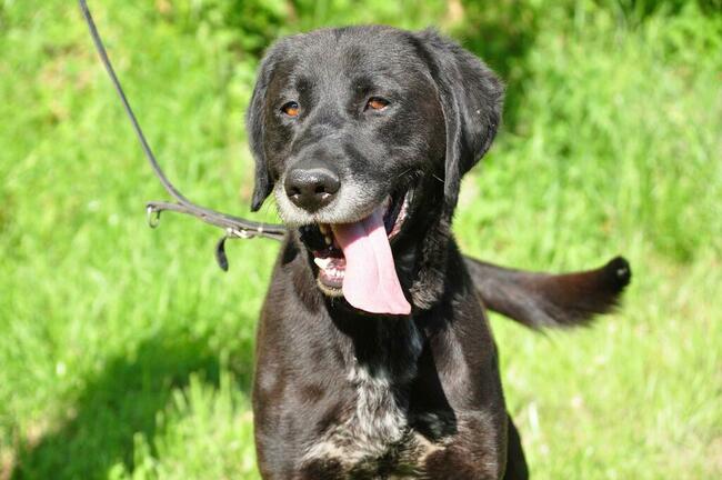 Uśmiechnięty Aniołek uwielbiający ruch sztuka Pilnie domku