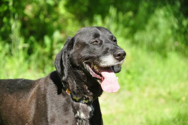 Przyjacielski psiak kochający ludzi nad życie BŁAGA o domek