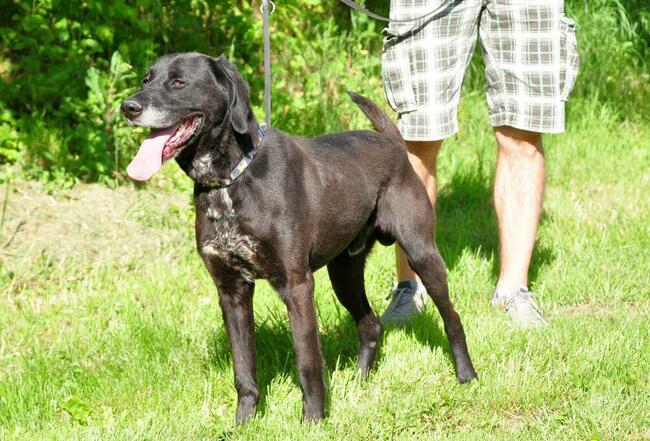 Przyjacielski psiak kochający ludzi nad życie BŁAGA o domek