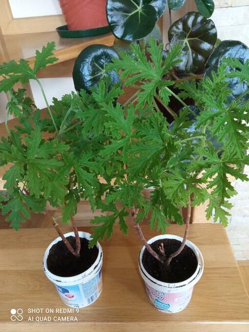 Geranium pachnące cytrynką