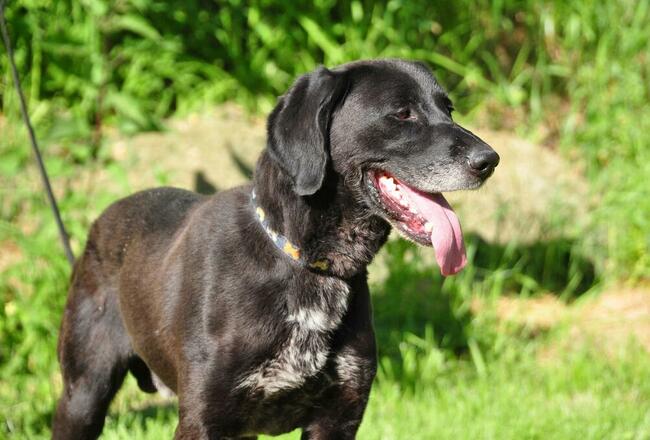 Przyjacielski psiak kochający ludzi nad życie BŁAGA o domek