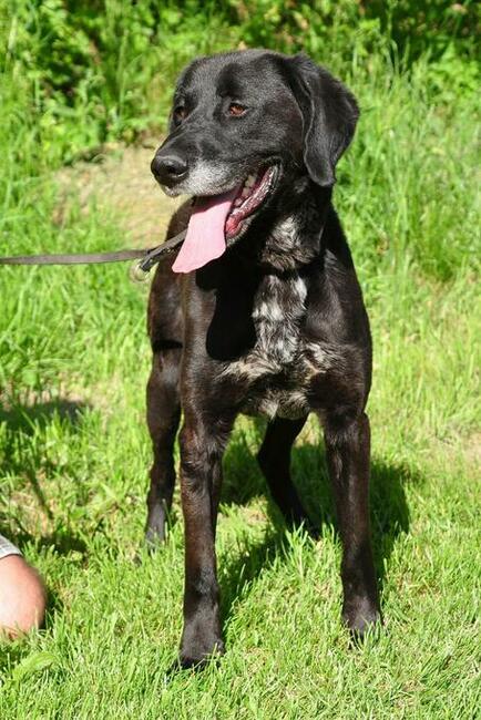 Wesoły proludzki psiak marzy o kochającym domku