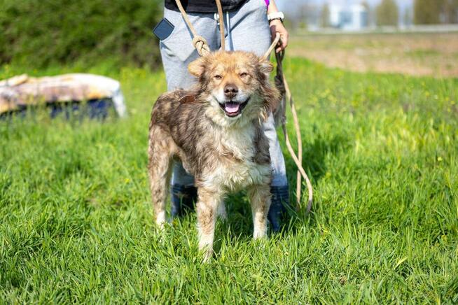 Młodziutki Aslan, cudowny, przyjazny psiak szuka domu!