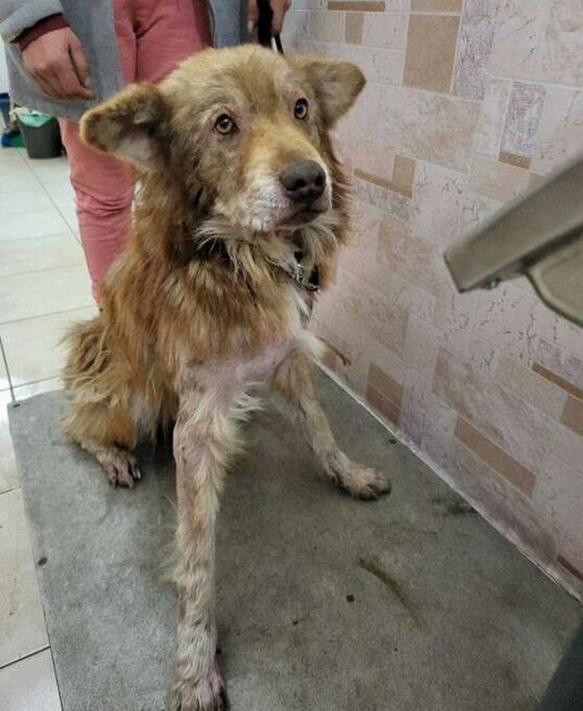 Młodziutki Aslan, cudowny, przyjazny psiak szuka domu!