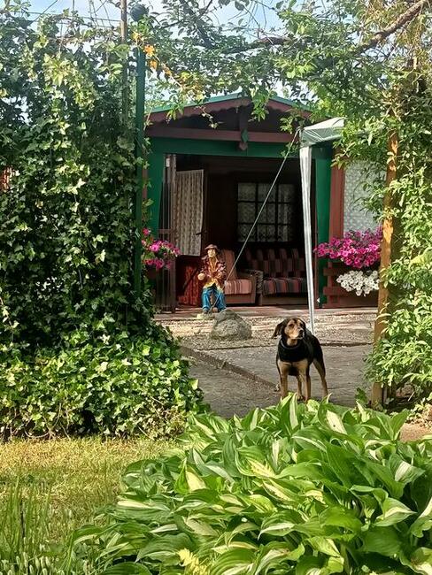 Działka ROD Sucharskiego