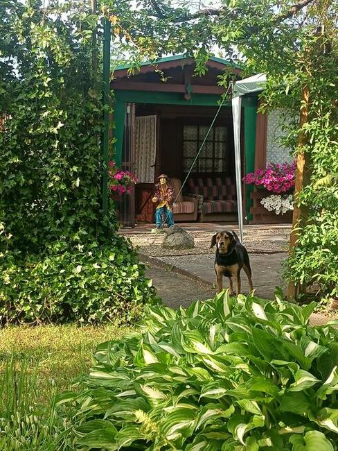 Działka ROD Sucharskiego