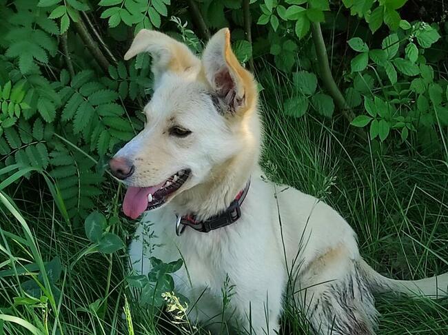 Piękna BLANKA czeka na dom