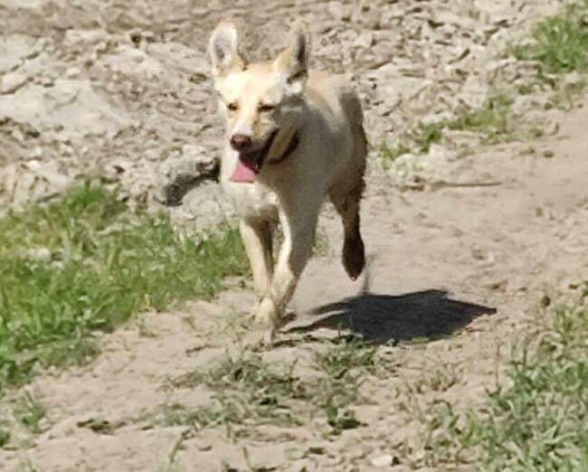 Piękna BLANKA czeka na dom