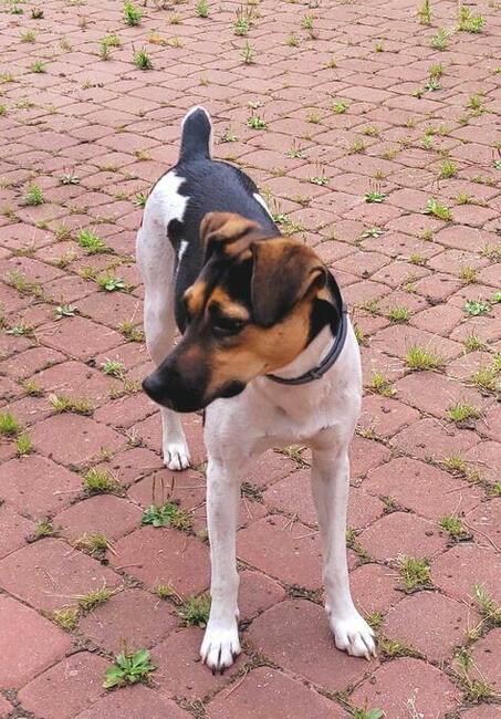 Przepiękna Nina, w typie teriera brazylijskiego.