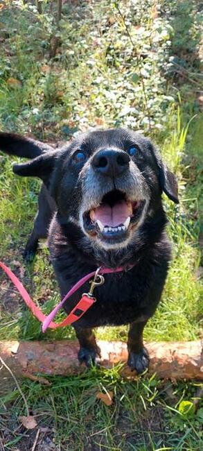 Magik wspaniały pies do adopcji, labrador mix