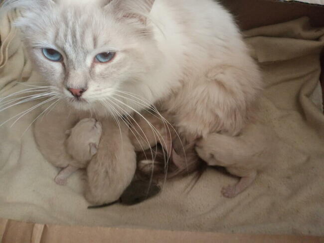 Kocięta Ragdoll Rumia