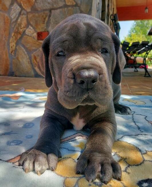 Dog niemiecki błękitny rodowód ZKWP FCI