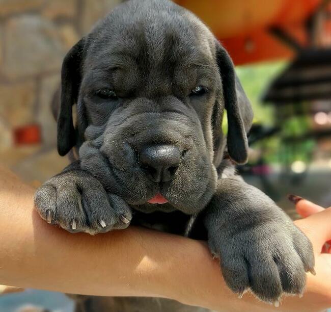 Dog niemiecki błękitny rodowód ZKWP FCI