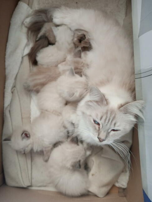 Kocięta Ragdoll Rumia