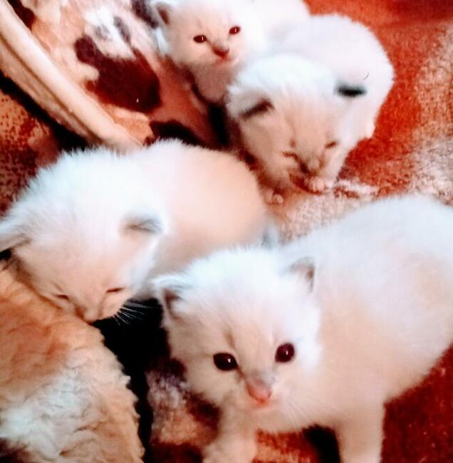 Kocięta Ragdoll Rumia