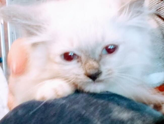 Kocięta Ragdoll Rumia