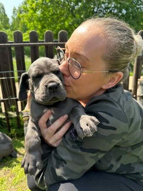 Dog niemiecki błękitny rodowód ZKWP FCI