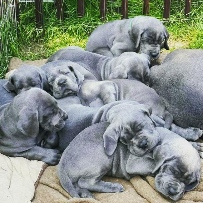 Dog niemiecki błękitny rodowód ZKWP FCI