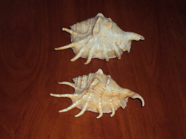 Ozdobne muszle morskie