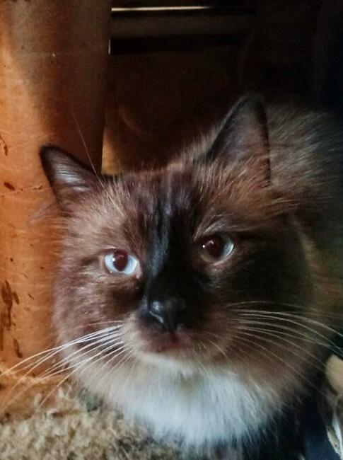 Kocięta Ragdoll Rumia