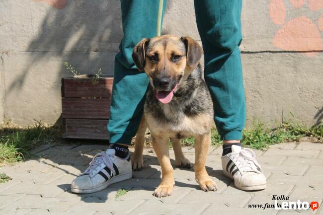 Kolka - energiczna sunia