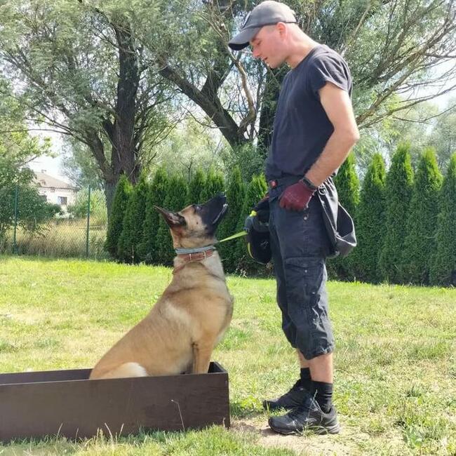 TEAM-DOG Szkolenie Psów Hotel