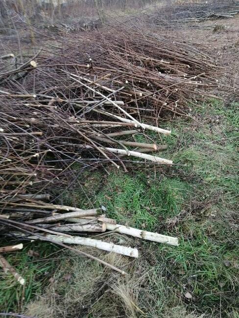 Rebakowanie drzew galezi