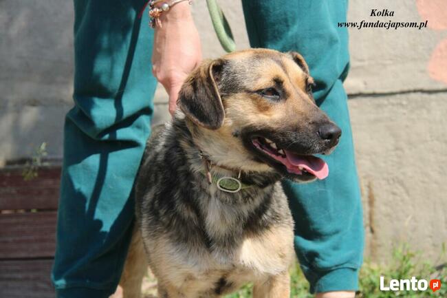 Kolka - energiczna sunia